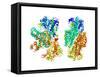 Phosphofructokinase Bacterial Enzyme-Laguna Design-Framed Stretched Canvas