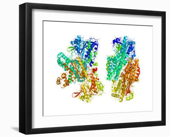 Phosphofructokinase Bacterial Enzyme-Laguna Design-Framed Photographic Print