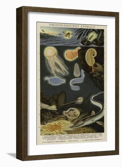 Phosphorescent Animals-null-Framed Giclee Print