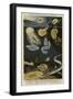 Phosphorescent Animals-null-Framed Giclee Print