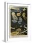 Phosphorescent Animals-null-Framed Giclee Print