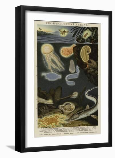 Phosphorescent Animals-null-Framed Premium Giclee Print