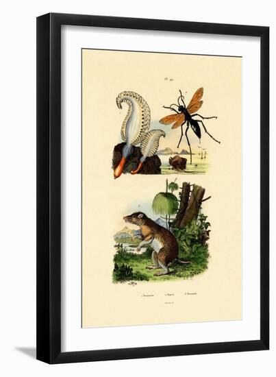 Phosphorescent Sea Pen, 1833-39-null-Framed Giclee Print