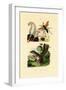 Phosphorescent Sea Pen, 1833-39-null-Framed Giclee Print