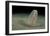 Phosphorescent Seapen (Pennatula Phosphorea) Extends Out of Muddy Seabed in Loch Duich, Scotland-Alex Mustard-Framed Photographic Print