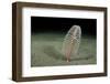 Phosphorescent Seapen (Pennatula Phosphorea) Extends Out of Muddy Seabed in Loch Duich, Scotland-Alex Mustard-Framed Photographic Print