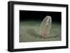 Phosphorescent Seapen (Pennatula Phosphorea) Extends Out of Muddy Seabed in Loch Duich, Scotland-Alex Mustard-Framed Photographic Print