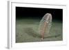Phosphorescent Seapen (Pennatula Phosphorea) Extends Out of Muddy Seabed in Loch Duich, Scotland-Alex Mustard-Framed Photographic Print
