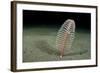 Phosphorescent Seapen (Pennatula Phosphorea) Extends Out of Muddy Seabed in Loch Duich, Scotland-Alex Mustard-Framed Photographic Print