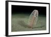 Phosphorescent Seapen (Pennatula Phosphorea) Extends Out of Muddy Seabed in Loch Duich, Scotland-Alex Mustard-Framed Photographic Print