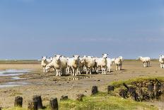 Flock of Sheep on the Dyke-Photo-Active-Laminated Photographic Print