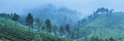 Tea plantations, Munnar, Western Ghats Mountains, Kerala, India, Asia-Photo Escapes-Framed Photographic Print