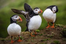 Puffins at the Wick, Skomer Island, Pembrokeshire Coast National Park, Wales-Photo Escapes-Framed Photographic Print