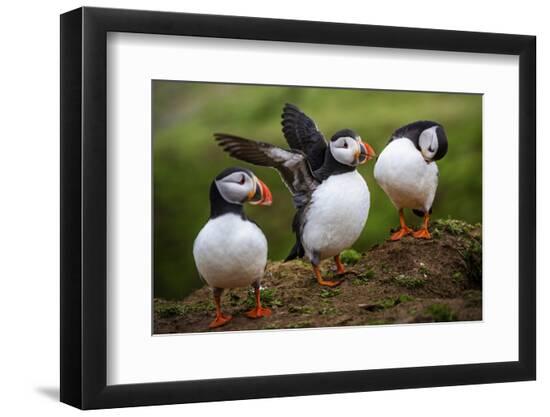 Premium Photographic Print, , large