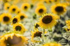 Sunflowers in a field near Rome, Lazio, Italy-Photo Escapes-Framed Photographic Print