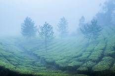 Tea plantations, Munnar, Western Ghats Mountains, Kerala, India, Asia-Photo Escapes-Photographic Print