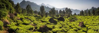 Tea plantations, Munnar, Western Ghats Mountains, Kerala, India, Asia-Photo Escapes-Photographic Print