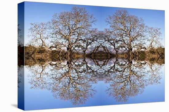 Photo Illustration of Oak Trees Reflecting Off Mountain Lake-James White-Stretched Canvas