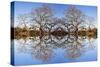 Photo Illustration of Oak Trees Reflecting Off Mountain Lake-James White-Stretched Canvas