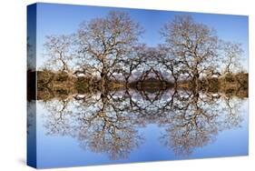 Photo Illustration of Oak Trees Reflecting Off Mountain Lake-James White-Stretched Canvas
