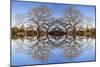 Photo Illustration of Oak Trees Reflecting Off Mountain Lake-James White-Mounted Photographic Print