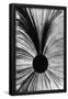 Essential Black
