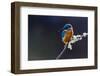 Photo of a Common Kingfisher (Alcedo Atthis) Adult Male Perched on a Lichen Covered Branch-ClawsAndPaws-Framed Photographic Print