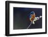 Photo of a Common Kingfisher (Alcedo Atthis) Adult Male Perched on a Lichen Covered Branch-ClawsAndPaws-Framed Photographic Print