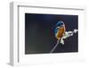Photo of a Common Kingfisher (Alcedo Atthis) Adult Male Perched on a Lichen Covered Branch-ClawsAndPaws-Framed Photographic Print