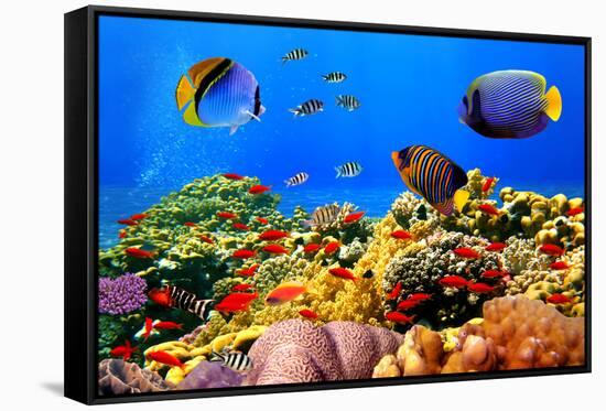 Photo of a Coral Colony on a Reef, Egypt-Vlad61-Framed Stretched Canvas