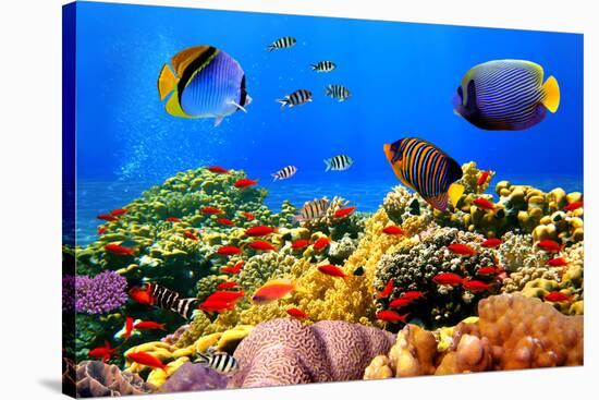 Photo of a Coral Colony on a Reef, Egypt-Vlad61-Stretched Canvas