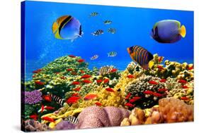 Photo of a Coral Colony on a Reef, Egypt-Vlad61-Stretched Canvas