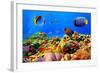 Photo of a Coral Colony on a Reef, Egypt-Vlad61-Framed Photographic Print