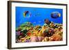 Photo of a Coral Colony on a Reef, Egypt-Vlad61-Framed Photographic Print