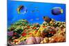 Photo of a Coral Colony on a Reef, Egypt-Vlad61-Mounted Photographic Print