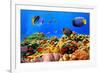 Photo of a Coral Colony on a Reef, Egypt-Vlad61-Framed Photographic Print