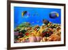 Photo of a Coral Colony on a Reef, Egypt-Vlad61-Framed Photographic Print