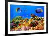 Photo of a Coral Colony on a Reef, Egypt-Vlad61-Framed Photographic Print