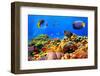 Photo of a Coral Colony on a Reef, Egypt-Vlad61-Framed Photographic Print