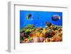 Photo of a Coral Colony on a Reef, Egypt-Vlad61-Framed Photographic Print