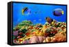 Photo of a Coral Colony on a Reef, Egypt-Vlad61-Framed Stretched Canvas