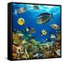 Photo of a Tropical Fish on a Coral Reef-Irochka-Framed Stretched Canvas