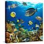 Photo of a Tropical Fish on a Coral Reef-Irochka-Stretched Canvas