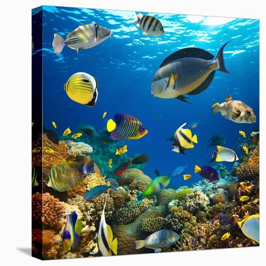 Photo of a Tropical Fish on a Coral Reef-Irochka-Stretched Canvas