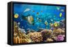 Photo of a Tropical Fish on a Coral Reef-Irochka-Framed Stretched Canvas