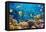 Photo of a Tropical Fish on a Coral Reef-Irochka-Framed Stretched Canvas