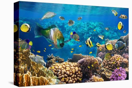 Photo of a Tropical Fish on a Coral Reef-Irochka-Stretched Canvas