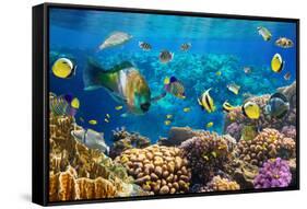 Photo of a Tropical Fish on a Coral Reef-Irochka-Framed Stretched Canvas