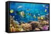 Photo of a Tropical Fish on a Coral Reef-Irochka-Framed Stretched Canvas
