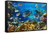 Photo of a Tropical Fish on a Coral Reef-Irochka-Framed Stretched Canvas